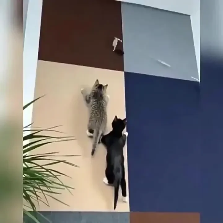 Almohadilla autoadhesiva para rascar gatos, alfombrilla de fieltro de poliéster duradera para protección de paredes y muebles, paquete de varios tamaños, rascador para gatos - imagen 4