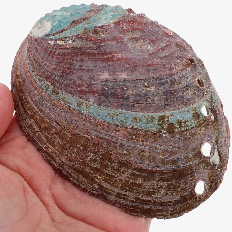 Decoración acuática de concha de abulón natural para pecera, adorno multiusos para hábitat de criaturas acuáticas, decoración encantadora para pecera - imagen 3