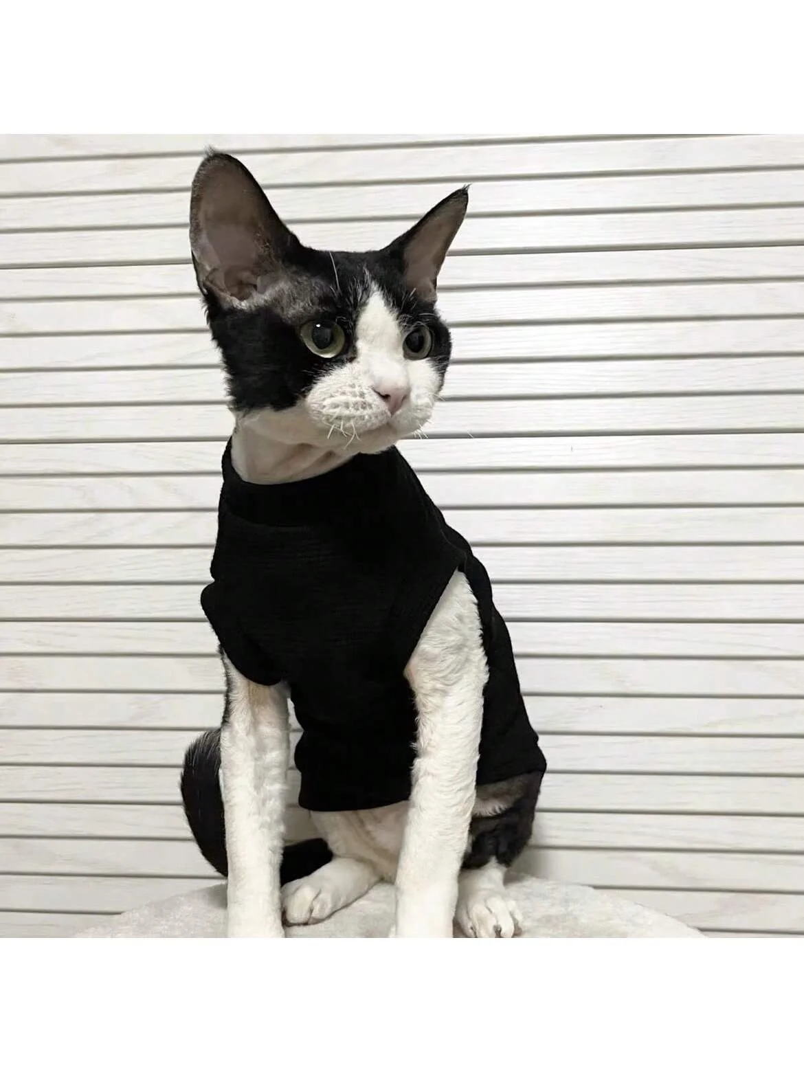Esfinge sin pelo para gato, camiseta sin mangas fina con estampado de letras sonrientes, parte inferior de gato de gama alta, ropa de primavera y verano - imagen 5