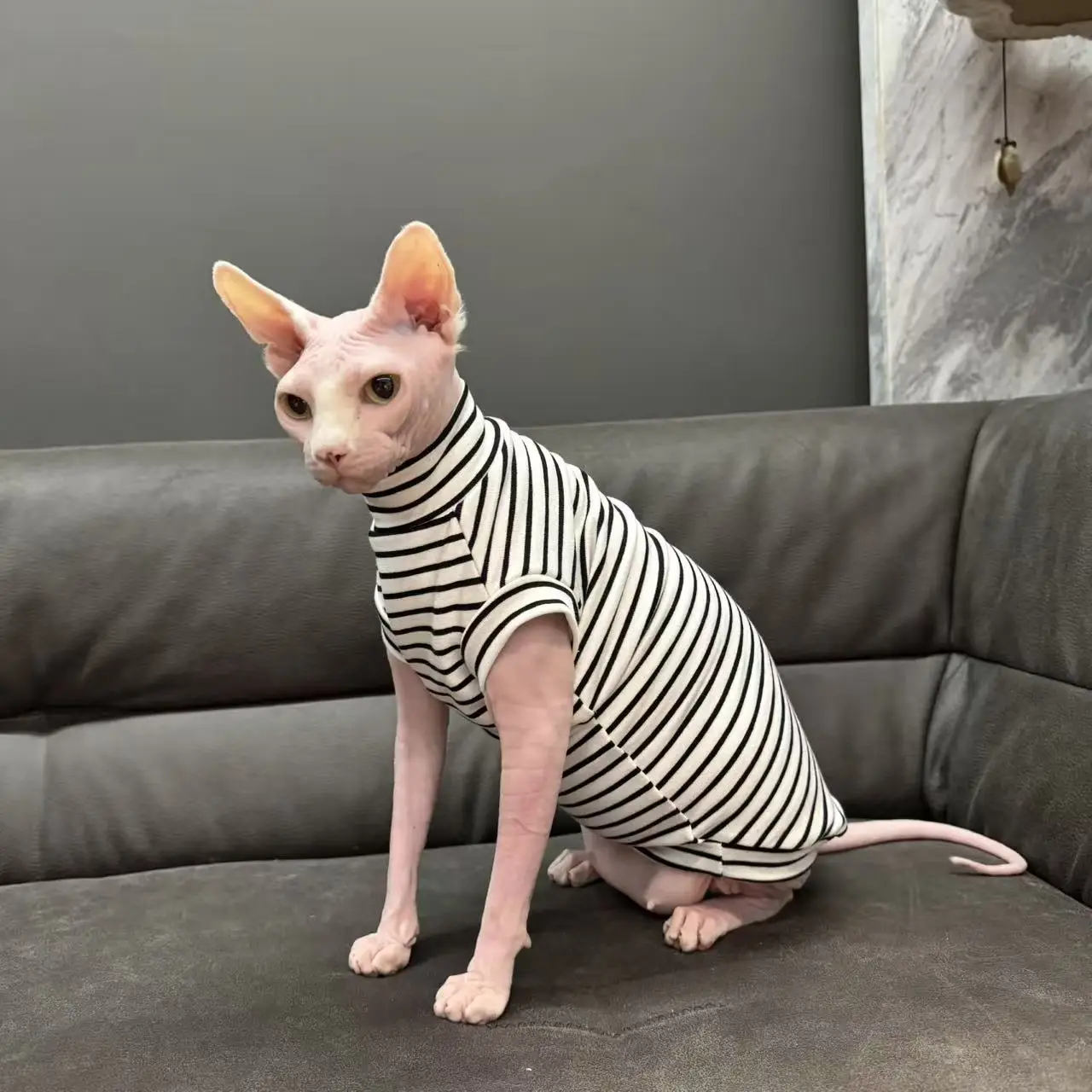 Camiseta de algodón con tiras de primavera para pijama negro de manga corta Sphynx Cat en otoño chaleco rojo suave para Devon Rex para Devon Rex - imagen 2