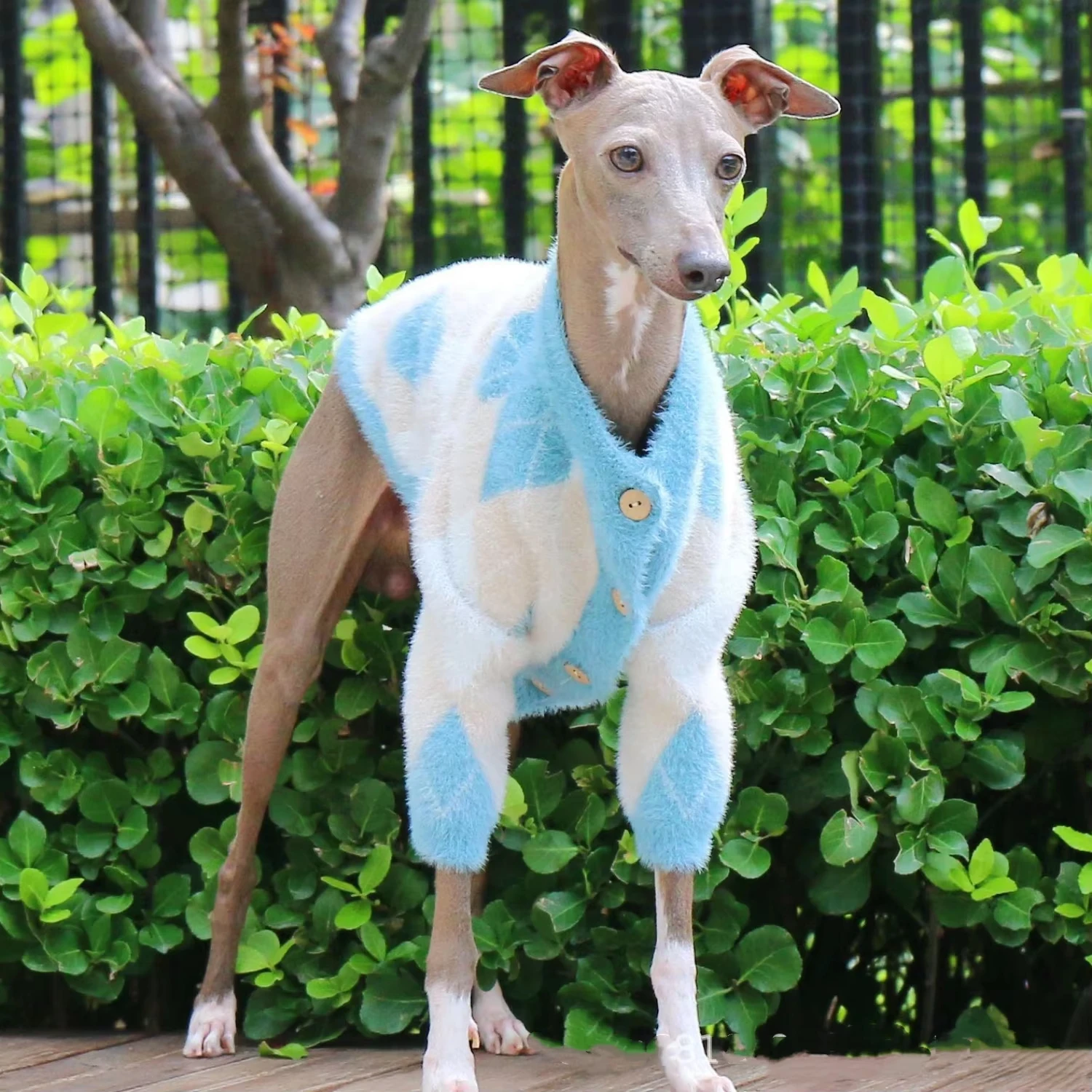 Suéter cálido de otoño para galgo italiano Whippet, abrigo de invierno de manga larga con botones para perros Terrier, chaqueta gruesa en primavera - imagen 5