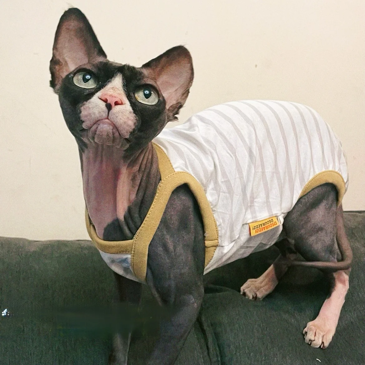 Ropa para gato sin pelo, Camiseta de algodón caqui fina transpirable de cuatro patas para gato Sphynx, chaleco suave a rayas para gatitos - imagen 2