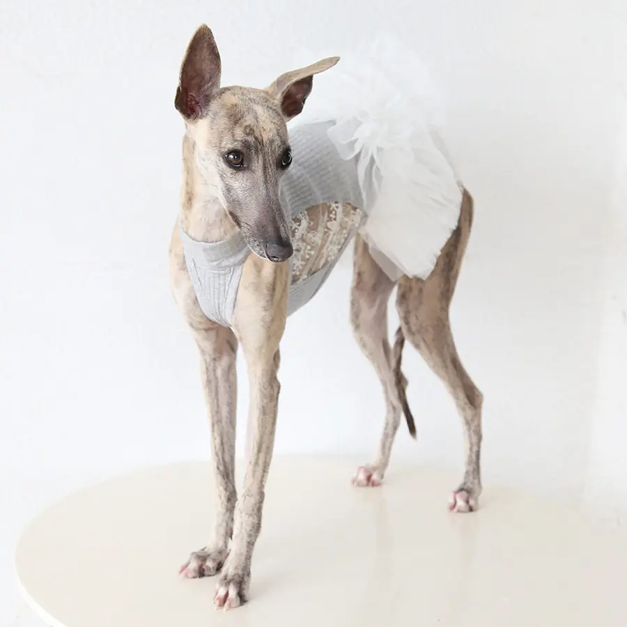 Vestido encaje blanco primavera verano para Whippet Greyhound italiano