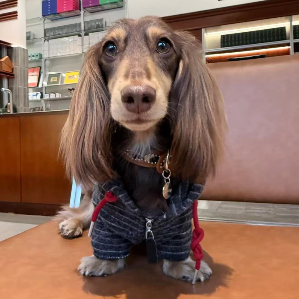 Abriguo con capucha para Dachshund y perros pequeños - imagen 4