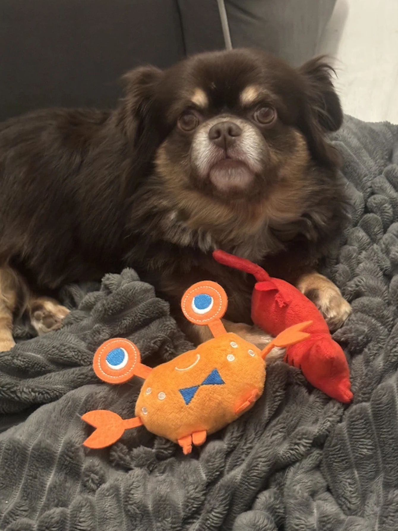 Juguete mordedor para perros en forma de cangrejo - denticion y juego - imagen 5