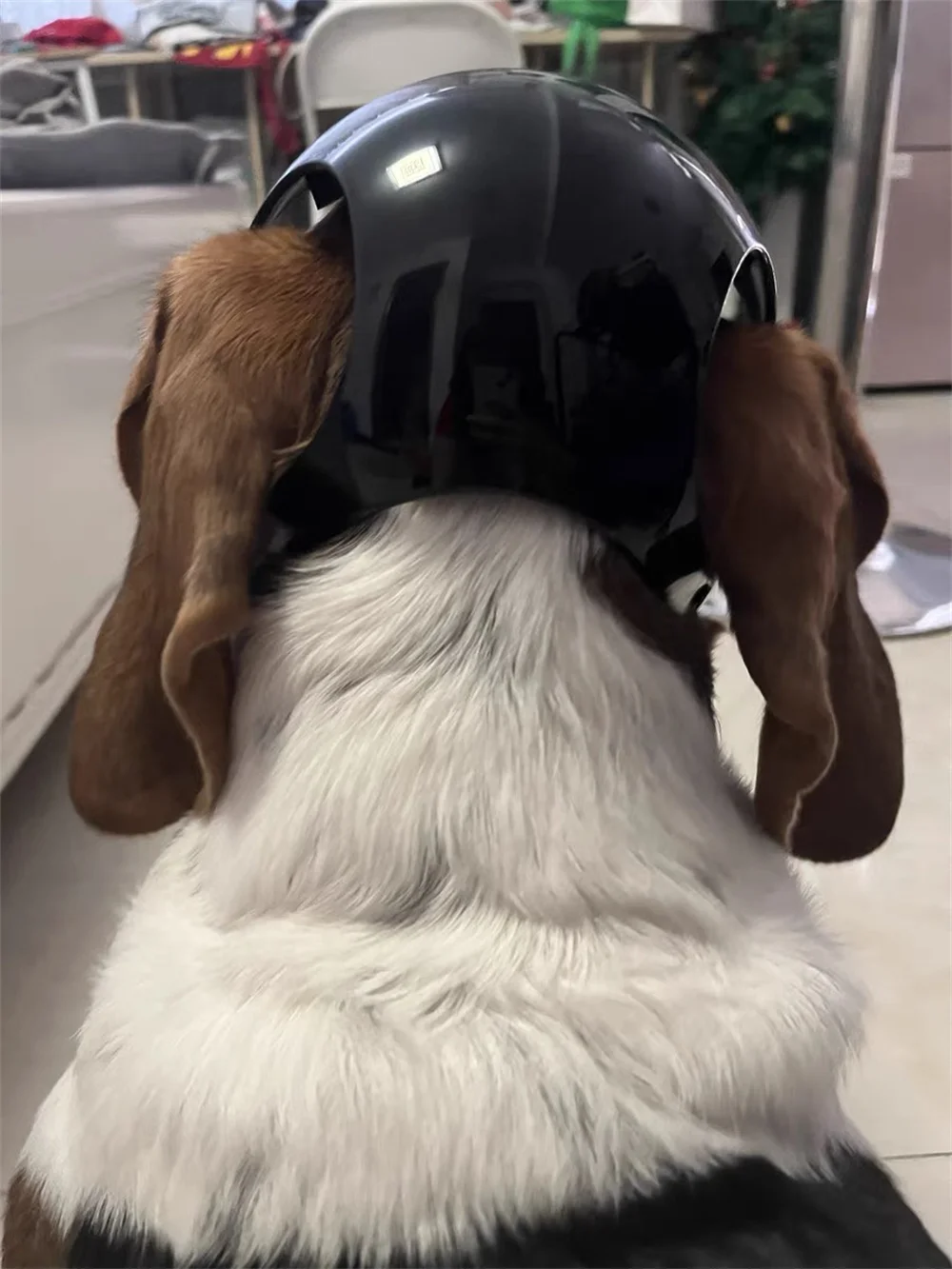 Casco de seguridad para perros pequeños y medianos, Cool, Bulldog Francés, Doberman Pinscher, cascos ajustables para motocicleta, accesorios para mascotas - imagen 2