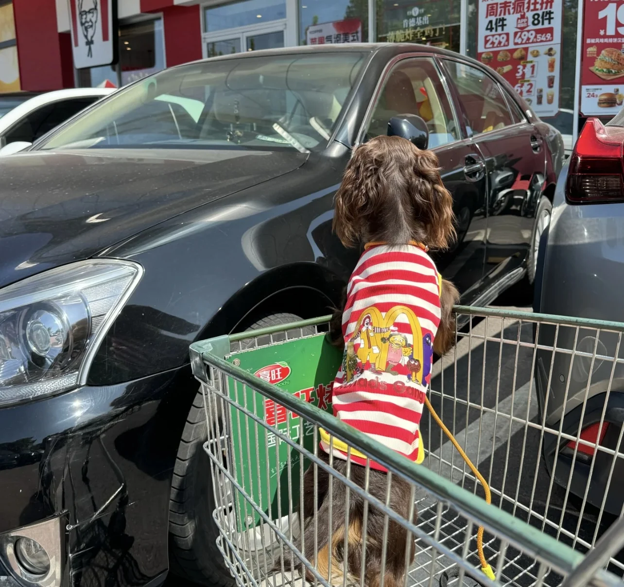 Camisa de moda, chaqueta de primavera y verano para perro salchicha con sombrero, ropa de rayas rojas de tejón para mascotas, traje para abrigo de tejón de medios pequeños