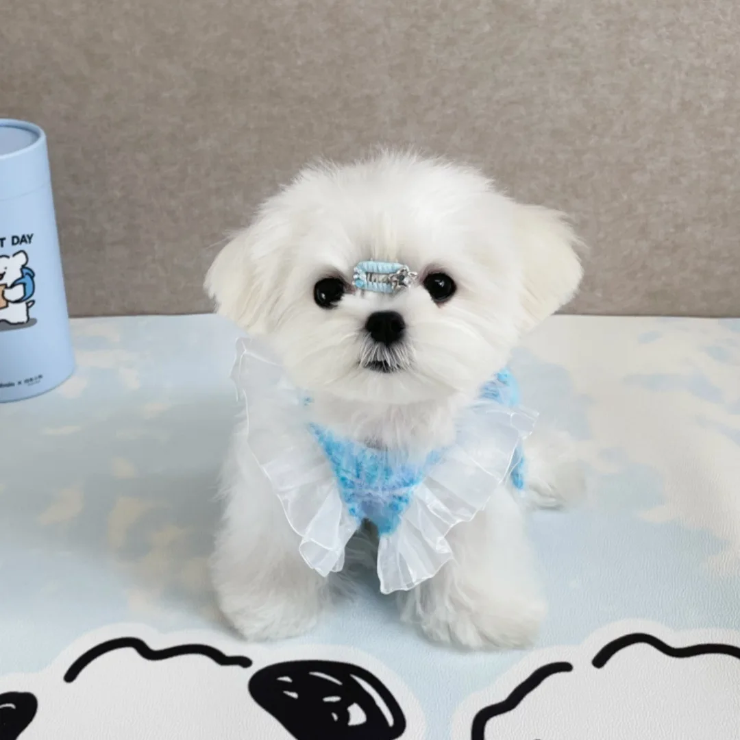 Camisola de encaje de princesa para perros pequeños, chaleco, camisola de Yorkshire, ropa para cachorros, ropa para perros pequeños - imagen 4