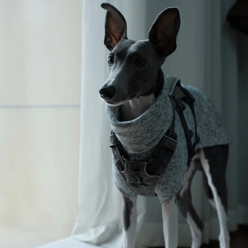 Ropa suave de galgo italiano Whippet, chaleco ligero para perros medianos y grandes, pijamas de cuello alto para mascotas, monos para pastor - imagen 3
