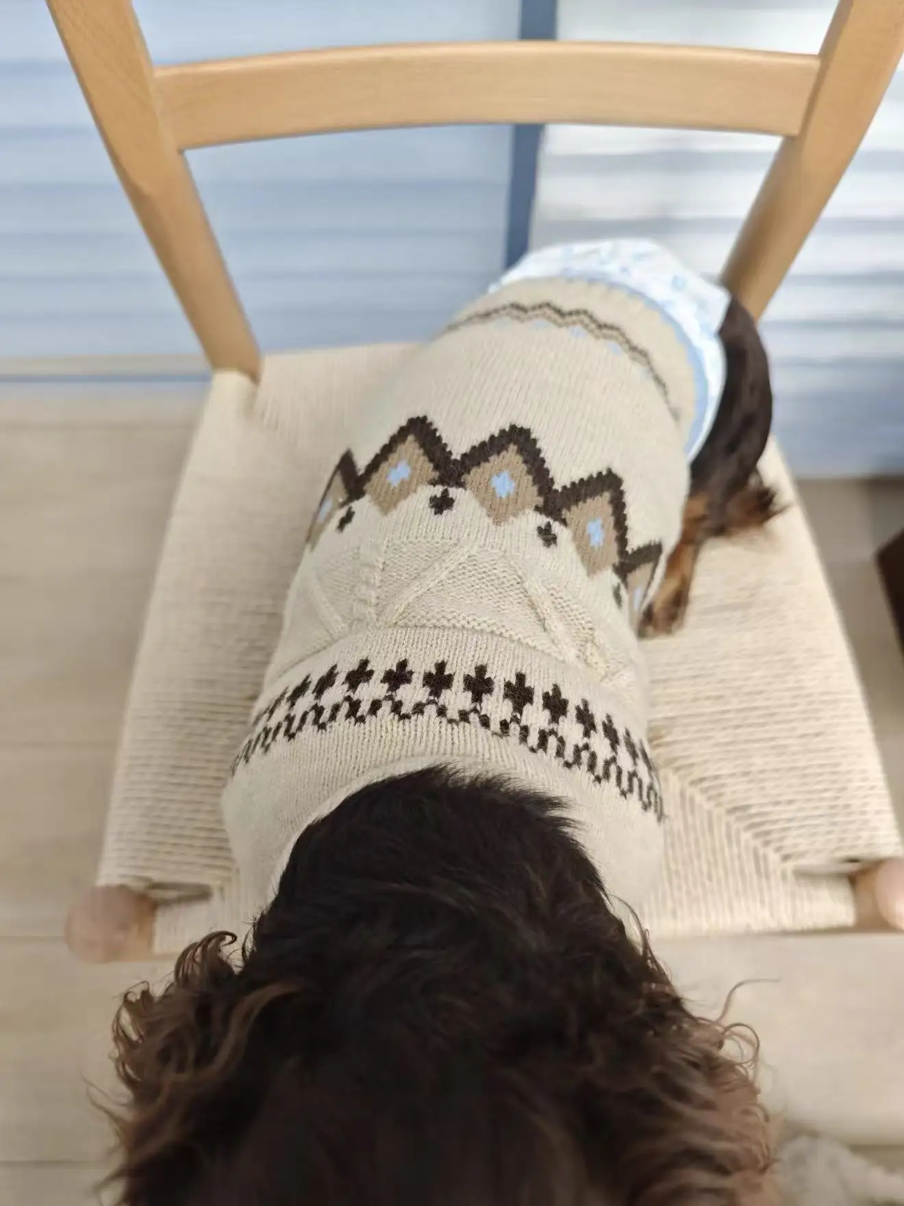 Jersey de punto gris topo para dachshund en exteriores