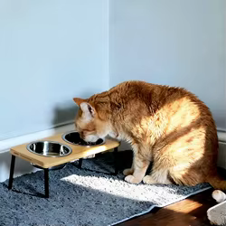 Cuencos inclinados 15° para gatos y cachorros – Acero inoxidable