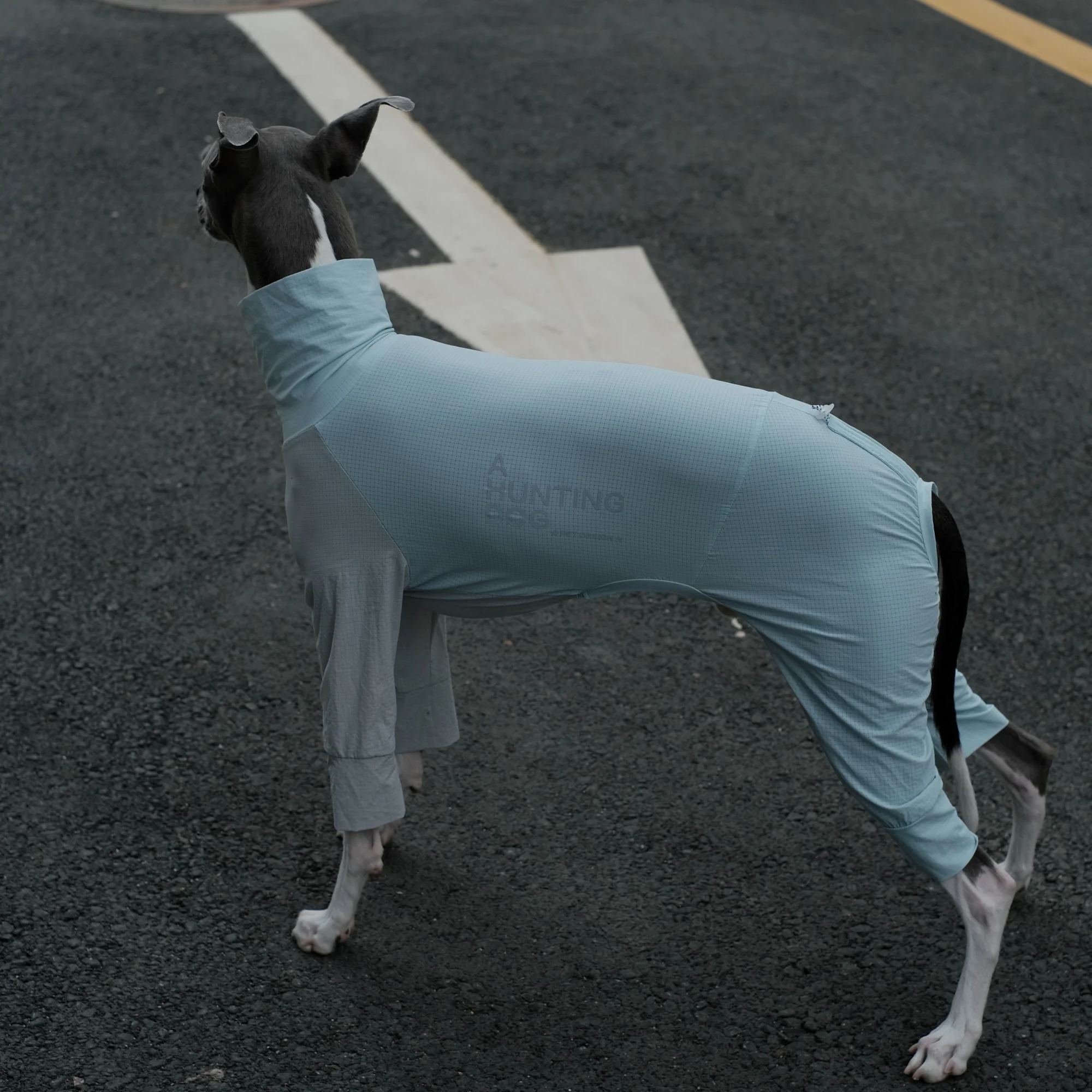 Camiseta azul ajustable con espalda fresca ligera para whippet Abrigo transpirable de secado rápido resistente a los insectos de verano para galgo italiano Mono de exterior para perros en primavera - imagen 2