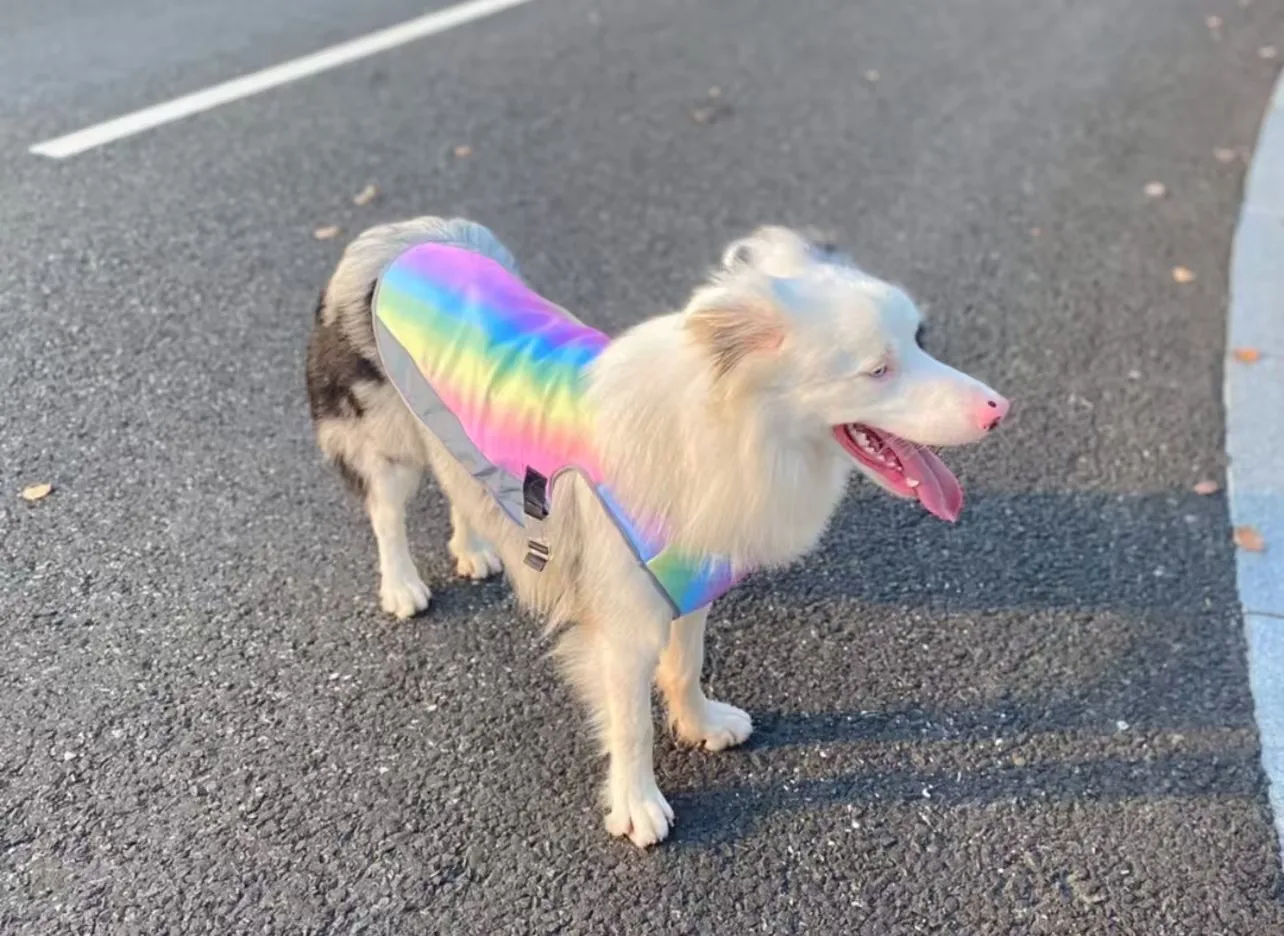 Chaleco refrescante de verano para perros, ropa de malla transpirable para perros pequeños, medianos y grandes, ropa de natación para Bulldog Francés para caminar al aire libre - imagen 4