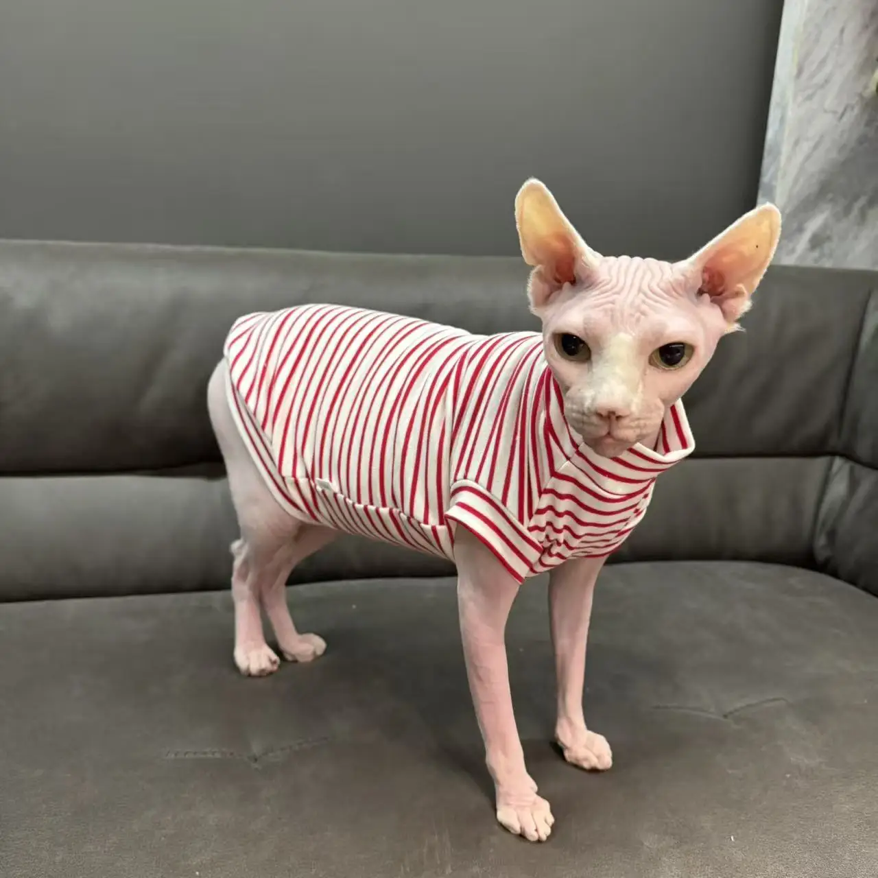 Camiseta de algodón con tiras de primavera para pijama negro de manga corta Sphynx Cat en otoño chaleco rojo suave para Devon Rex para Devon Rex