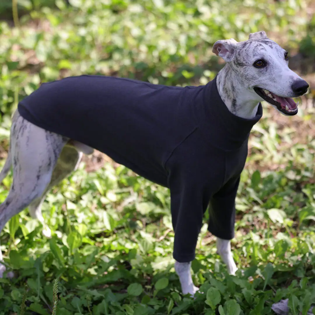 Camiseta cuello alto para galgo, whippet y saluki – Ropa primavera