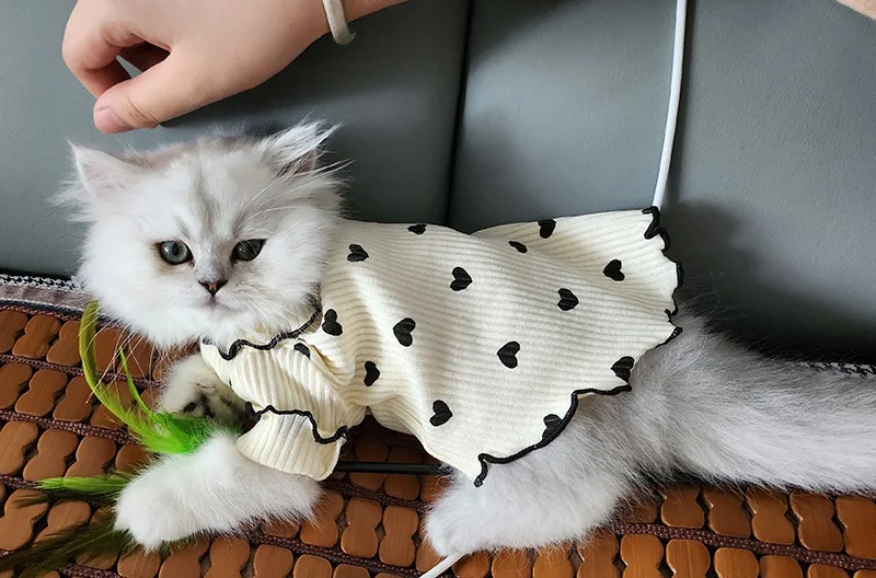 Ejemplo de uso en gato Sphynx