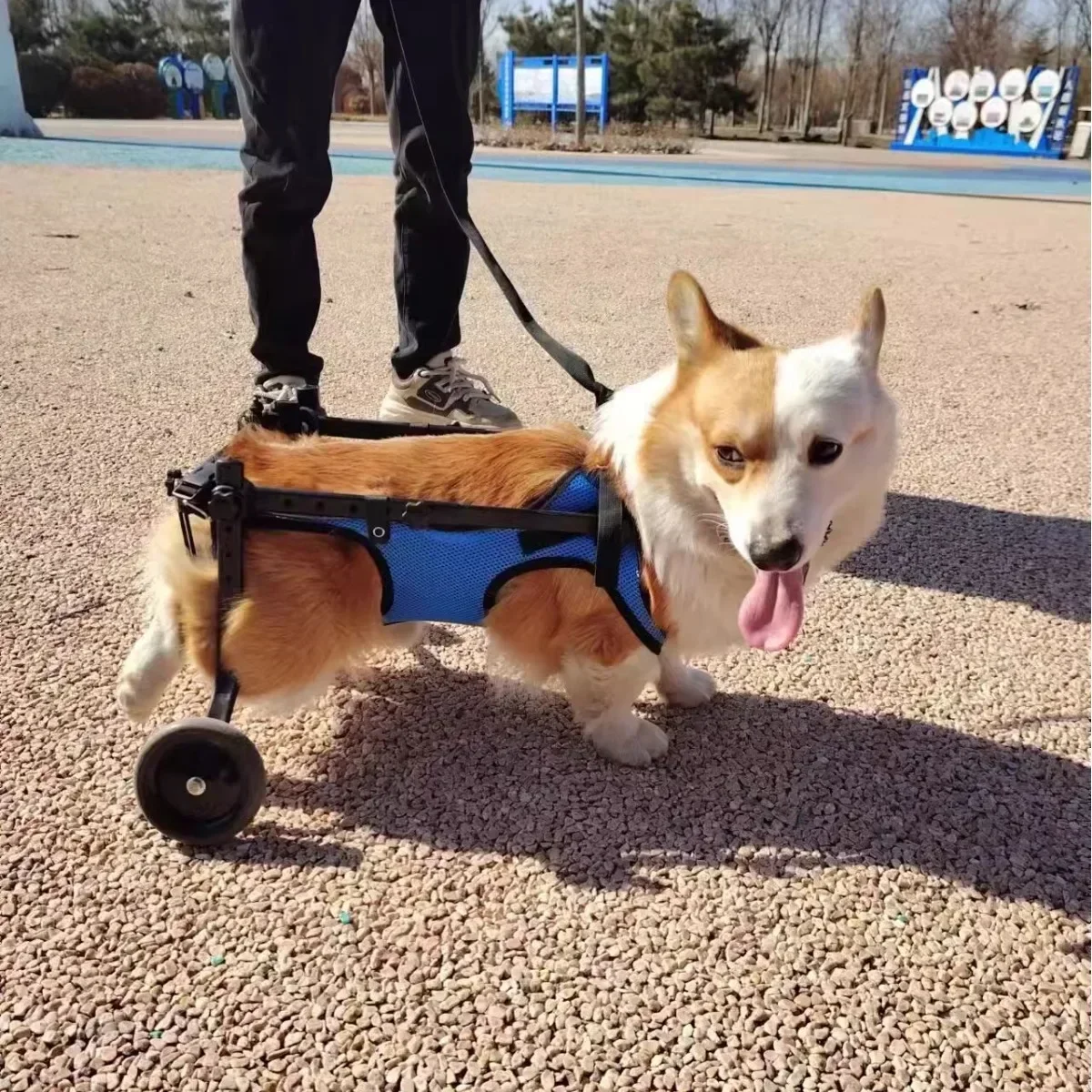 Silla de ruedas para perros, extremidad trasera, patinete para mascotas paralizado, ayuda para piernas traseras para perros discapacitados, soporte para mascotas de peluche para gatos