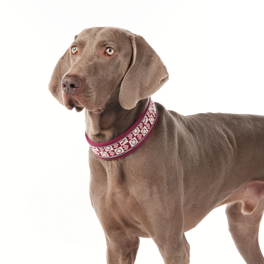 Collar reflectante extra ancho y grueso para perros medianos-grandes - imagen 3
