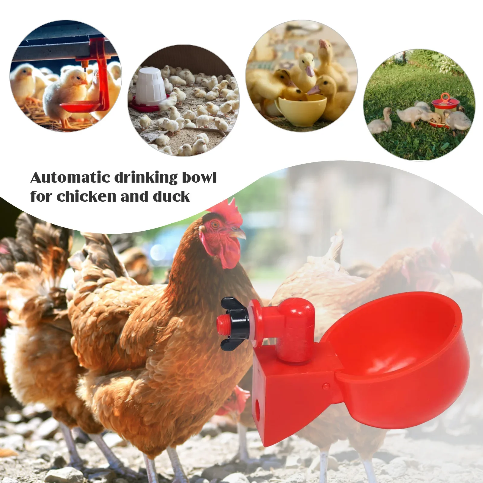 Bebedero automático para gallinas y patos de corral - imagen 4