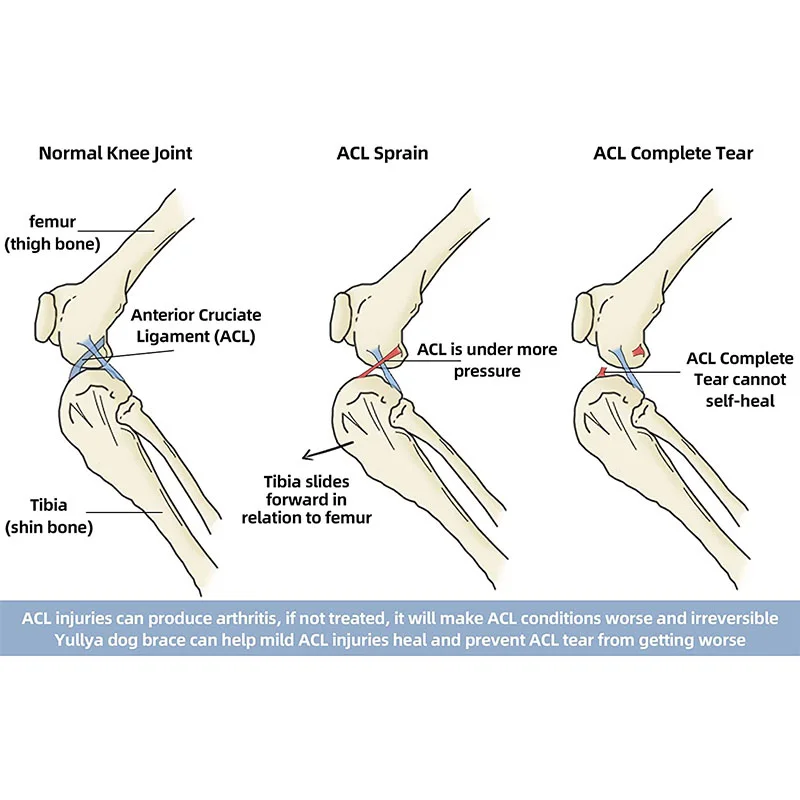 Arnés dividido para perros con soporte asistido - imagen 4