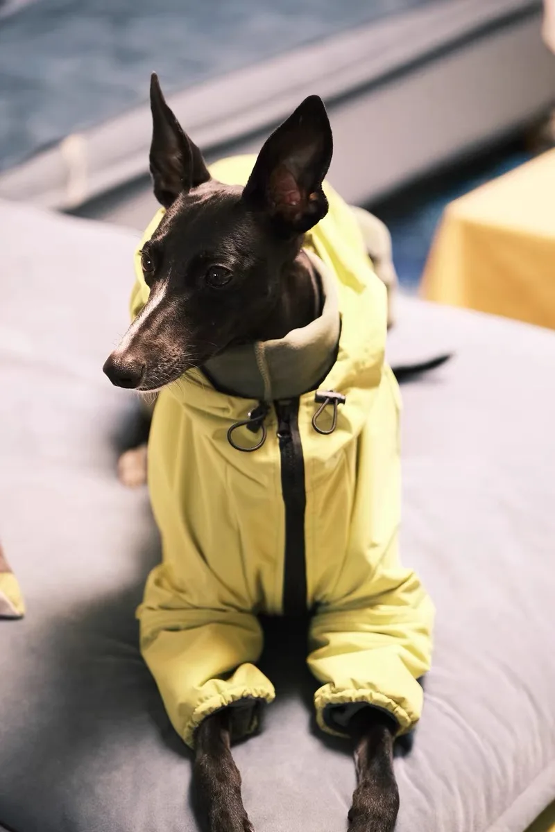 Chaqueta a prueba de viento de moda para galgo italiano, impermeable suave de lujo para perros grandes, ropa impermeable amarilla para perros para Bedlington - imagen 5