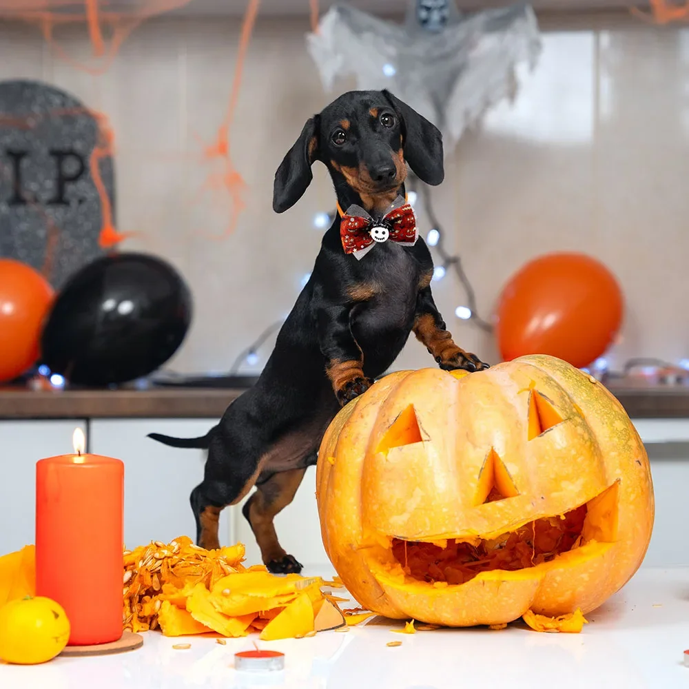 Pajarita de Halloween para perros, pajarita ajustable con calavera para perros pequeños y gatos, decoración de fiesta, accesorios de aseo para perros y mascotas, novedad de 2024 - imagen 5