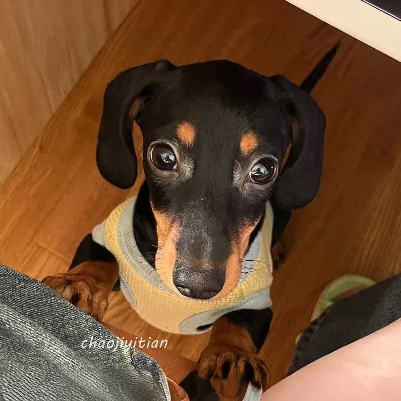 Ropa de verano para perros pequeños, perro salchicha, Bulldog Francés, ropa de primavera para mascotas, chaleco para perros, suéter de Pug, mono para perros pequeños multimedia - imagen 5