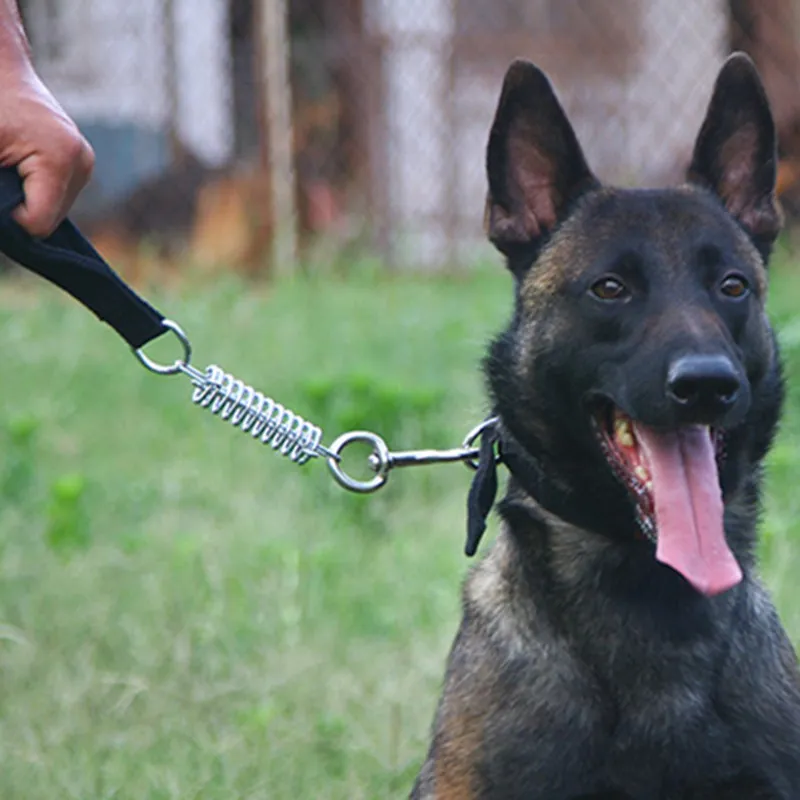 Correa nailon tracción duradera perros profesional