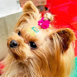 Quitapelos para gatos y perros – Pinza práctica mini colorida