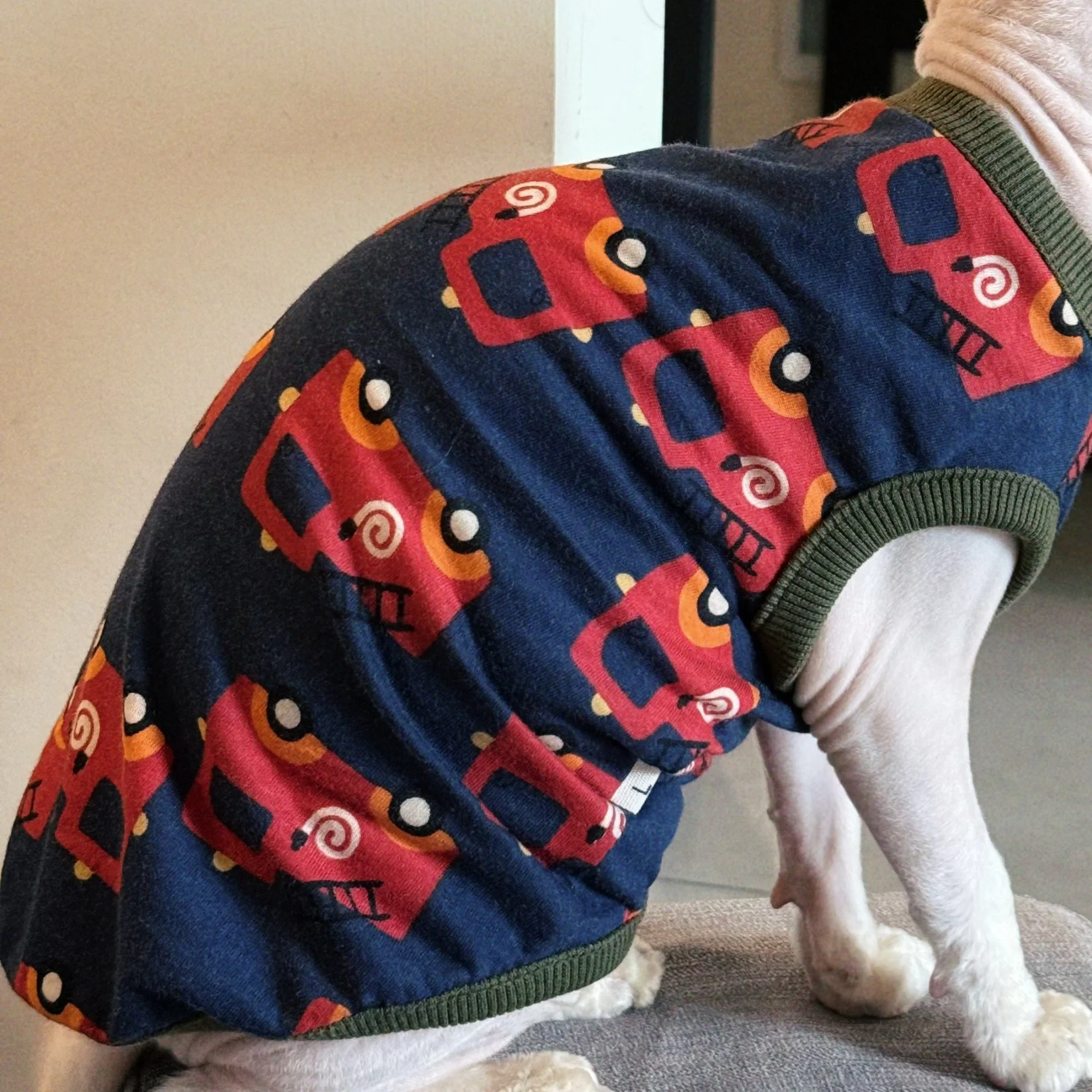 Gato Devon Rex con el pijama elástico azul oscuro