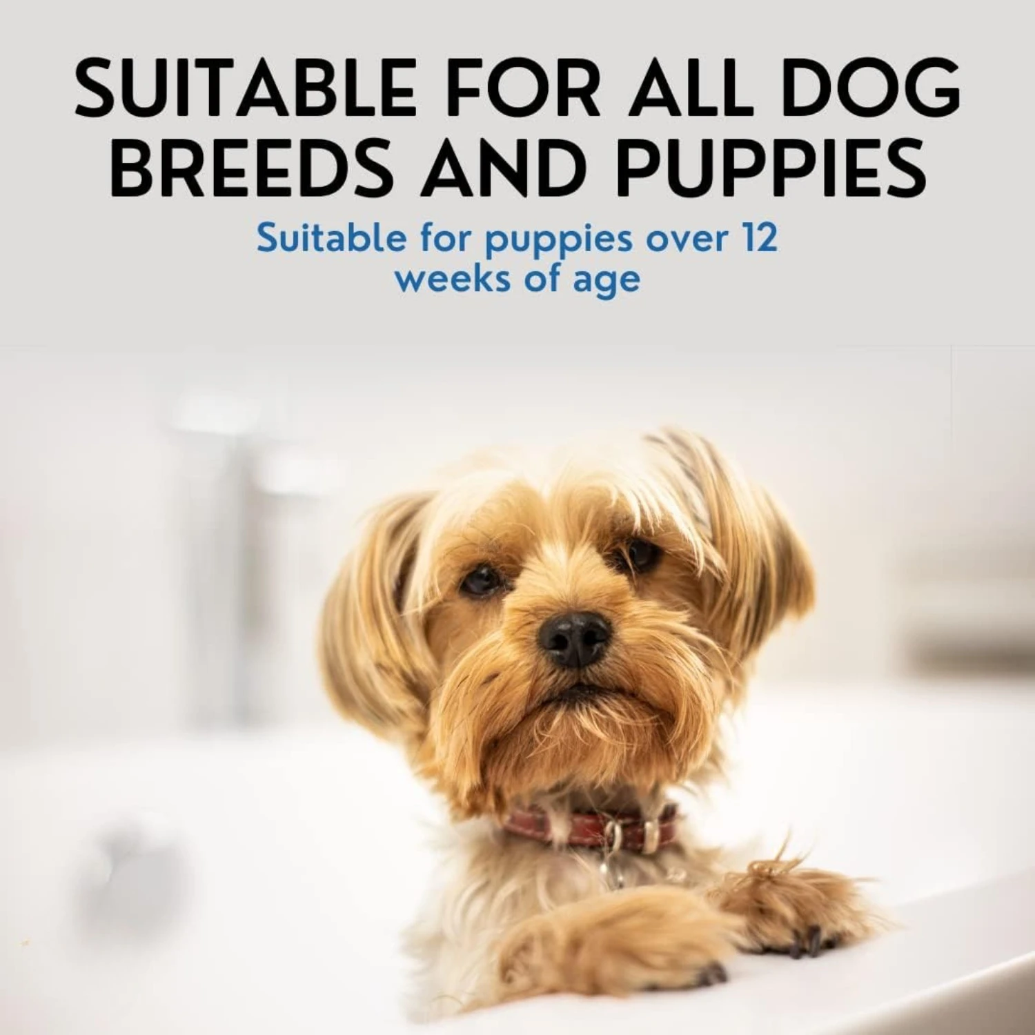 ATUBAN 16 floz Champú para perros 5 en 1 para pieles con picazón - Champú para perros con pieles sensibles para perros malodorantes - Champús y acondicionadores para perros - imagen 3