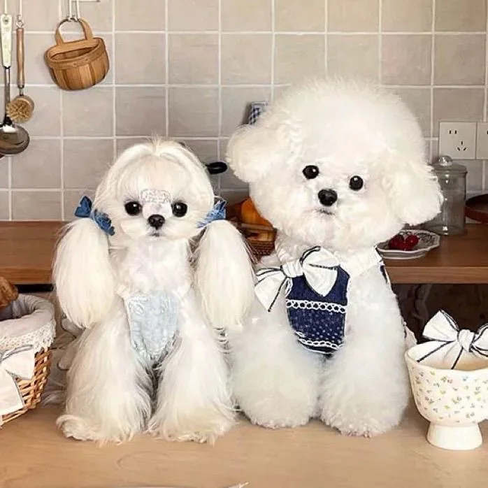 Nueva ropa para perros, falda fina y transpirable de princesa mariposa, diseño de moda, falda con correa de encaje, accesorios para perros - imagen 3