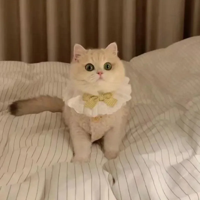 Ropa para gatos, chaleco cálido de pelo de cordero, sudadera de lana cálida y suave para invierno, chaqueta para cachorros y gatitos, abrigo, disfraz de Sphynx para mascotas, suéter 이 - imagen 2