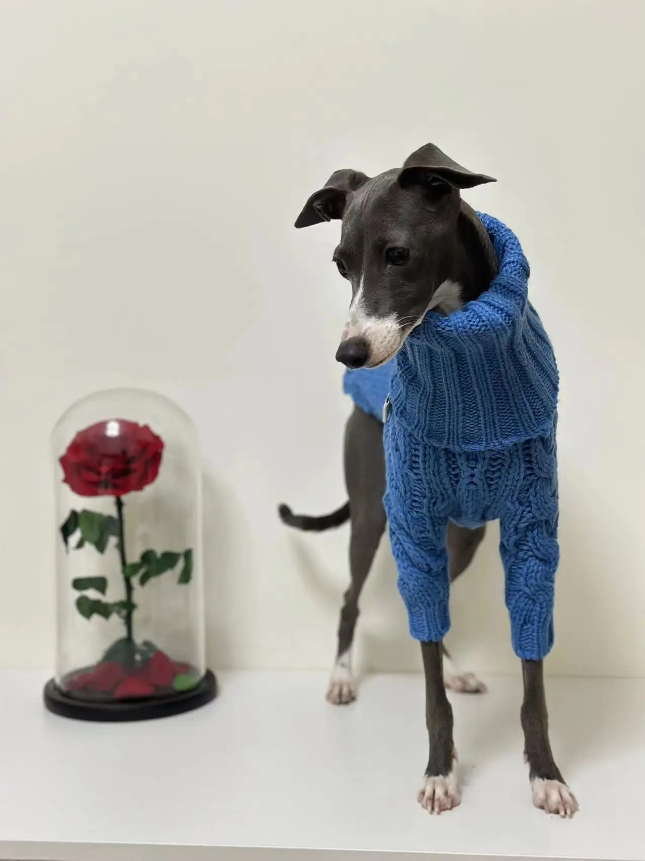 Suéter grueso cálido de invierno para mascotas, ropa elegante de cuello alto para galgo italiano, ropa Whippet - imagen 4