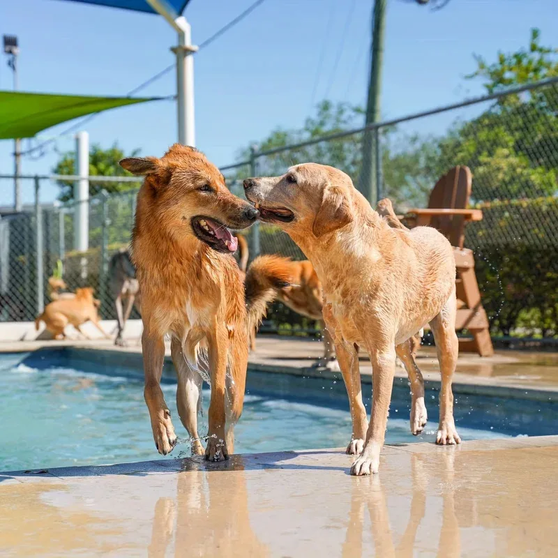 Almohadilla portátil para salpicaduras de mascotas con aspersor, refrigeración y piscina para perros al aire libre, divertida estera de juego de agua para mascotas y niños, alivio del calor de verano - imagen 5