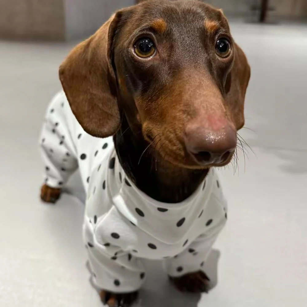 Pijama de algodón con lunares para perro salchicha – Blanco para otoño - imagen 4