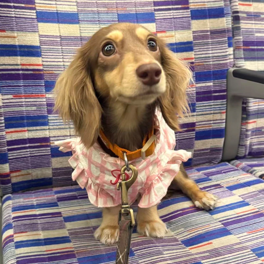 Chaleco con mangas para perros salchicha primavera verano cuadros rosa - imagen 3