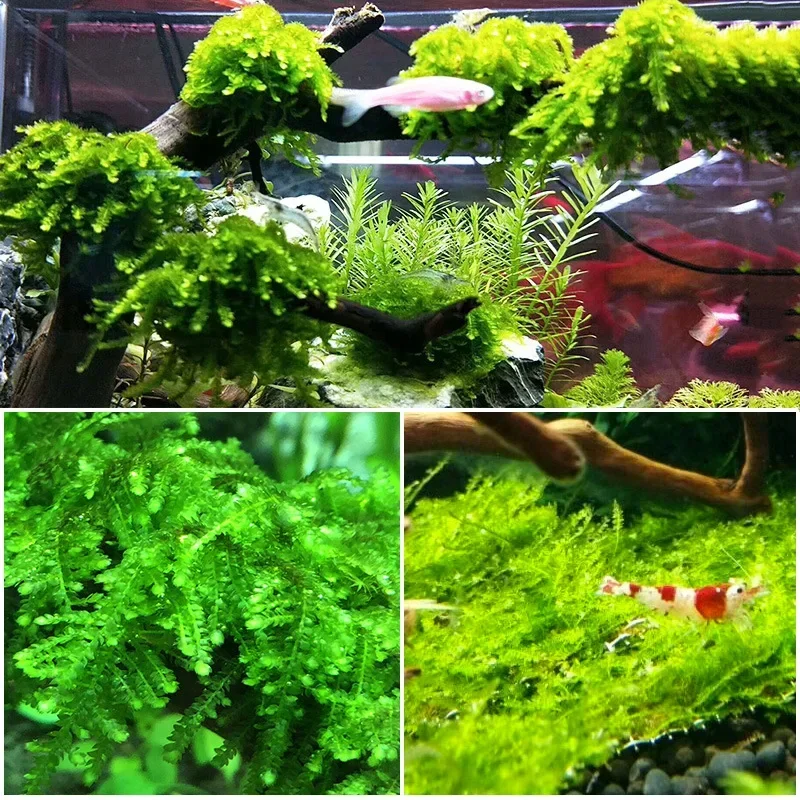 Tronco de árbol Natural, madera flotante, acuario, pecera, reptil, cilindro, raíces, planta, decoración de madera, adorno, accesorio, plantas de acuario - imagen 2