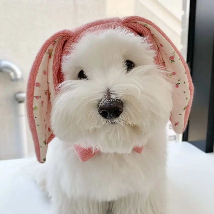 INS-gorro de punto con orejas de conejo para mascota, cubierta cálida de invierno, decoración de gato y perro, accesorios para perros pomerianos - imagen 4