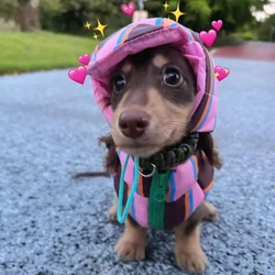 Chaqueta para perros salchicha con sombrero - abrigo calido ligero