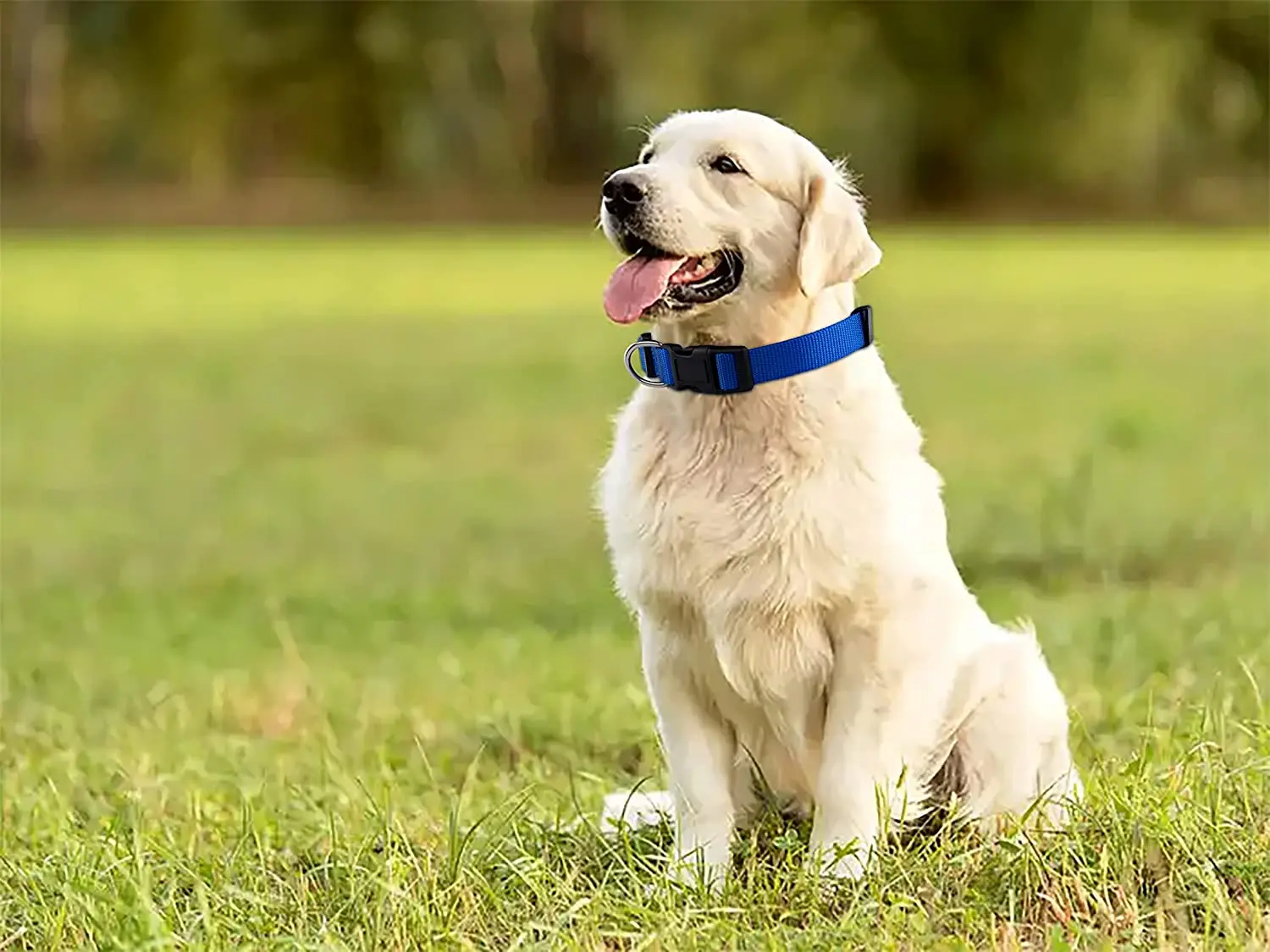 Collar de perro de nailon básico duradero con liberación rápida ajustable para perros medianos extra pequeños, accesorios de suministros de entrenamiento para mascotas - imagen 5