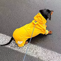 Impermeable amarillo para Dachshund y perros pequeños con reflectante