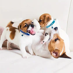 Collares suaves para perros - Ajustables, campanas y etiquetas