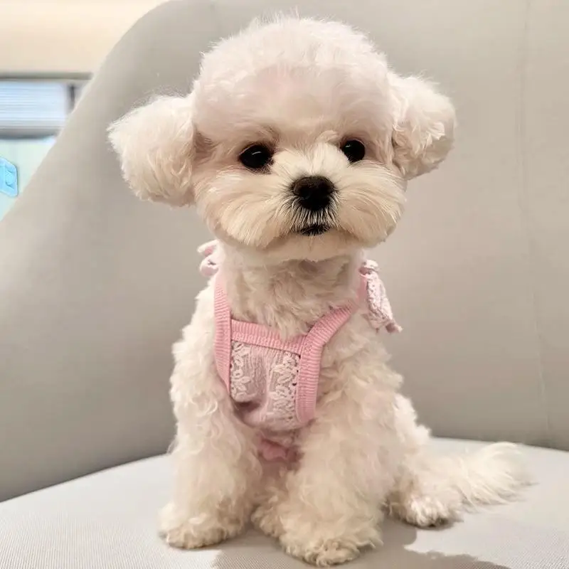 Chaleco azul de verano para mascotas, camisola fina y transpirable, chaleco hueco, ropa de encaje para perros pequeños, ropa para cachorros, chaleco refrescante - imagen 3