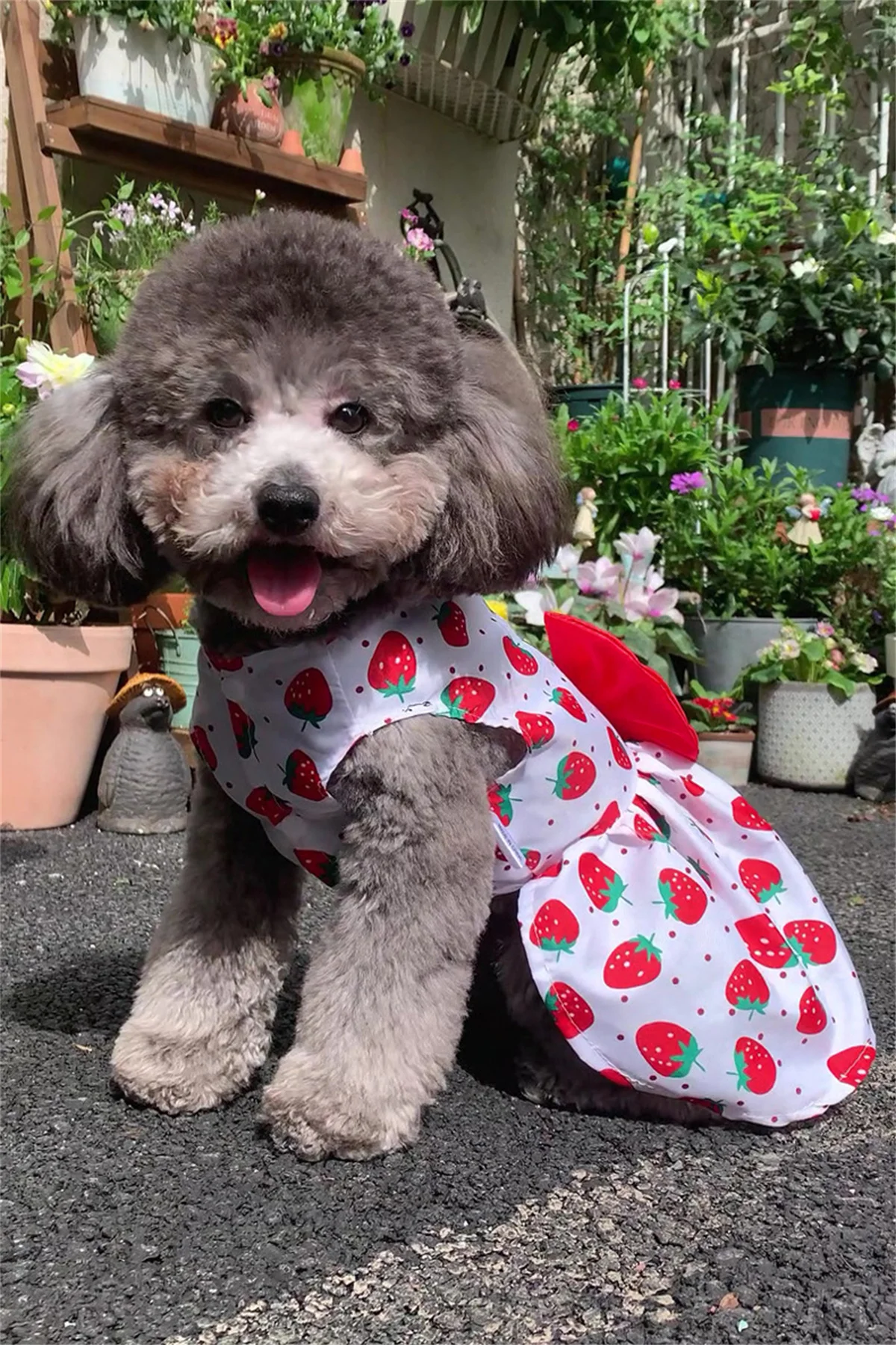 Vestido para perro Chihuahua en uso