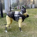 Yellow Grey Suit