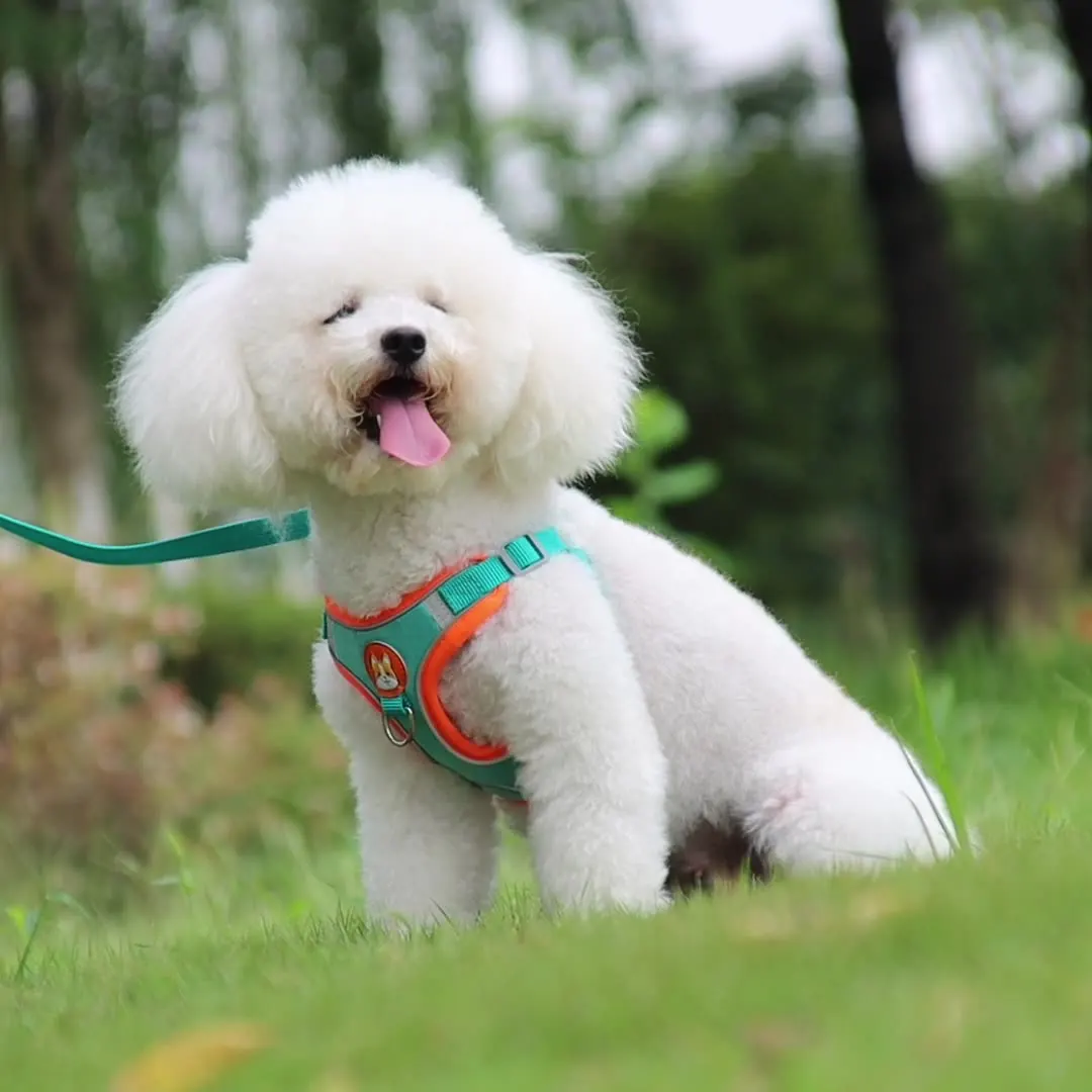 Arnés suave y cómodo para perros y gatos, chaleco reflectante de malla transpirable con correa para mascotas pequeñas, diseño ajustable sin extracción a prueba de Escape - imagen 2