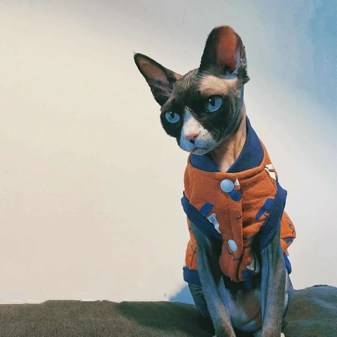 Chaqueta de invierno acolchada de algodón suave naranja para gato sin pelo Cálido cárdigan chaleco abotonado para Devon Rex Sphynx Cat Fashion Sudadera