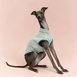 Chaleco refrescante verano para Galgo Italiano y Whippet – Transpirable
