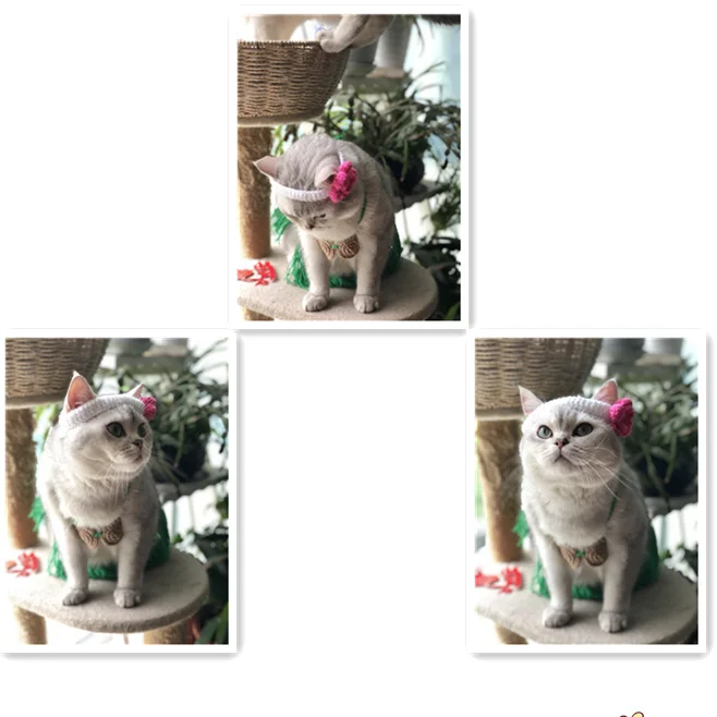 เครื่องแต่งกายสัตว์เลี้ยงแมวบิกินี่ Headwear ฟางกระโปรง Handwoven ขนสัตว์แมว Headwear 3ชิ้นชุดเสื้อผ้าเครื่องแต่งกายลูกสุนัขเสื้อผ้า - imagen 4